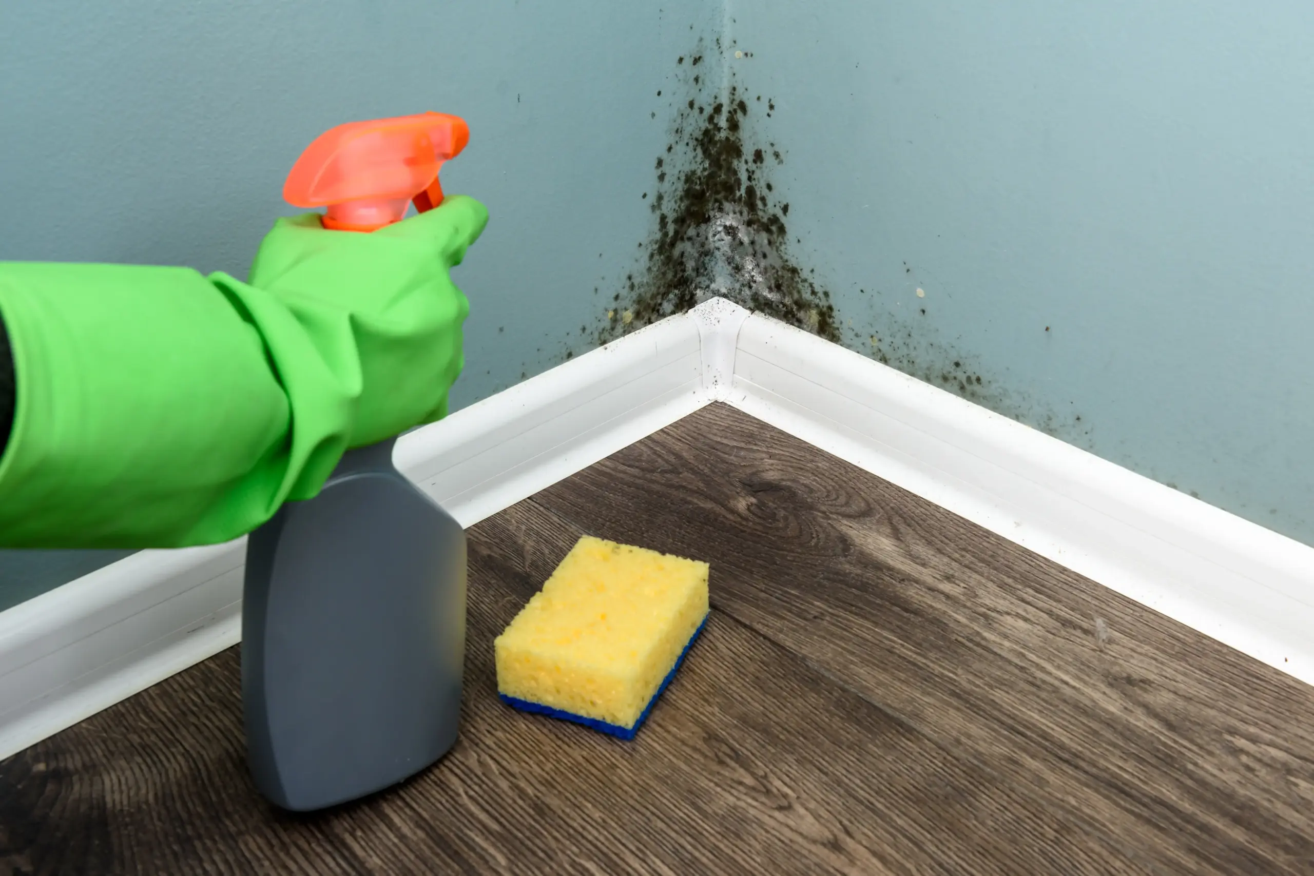 What Does Mold in Basement Look Like Icon Home Inspectors