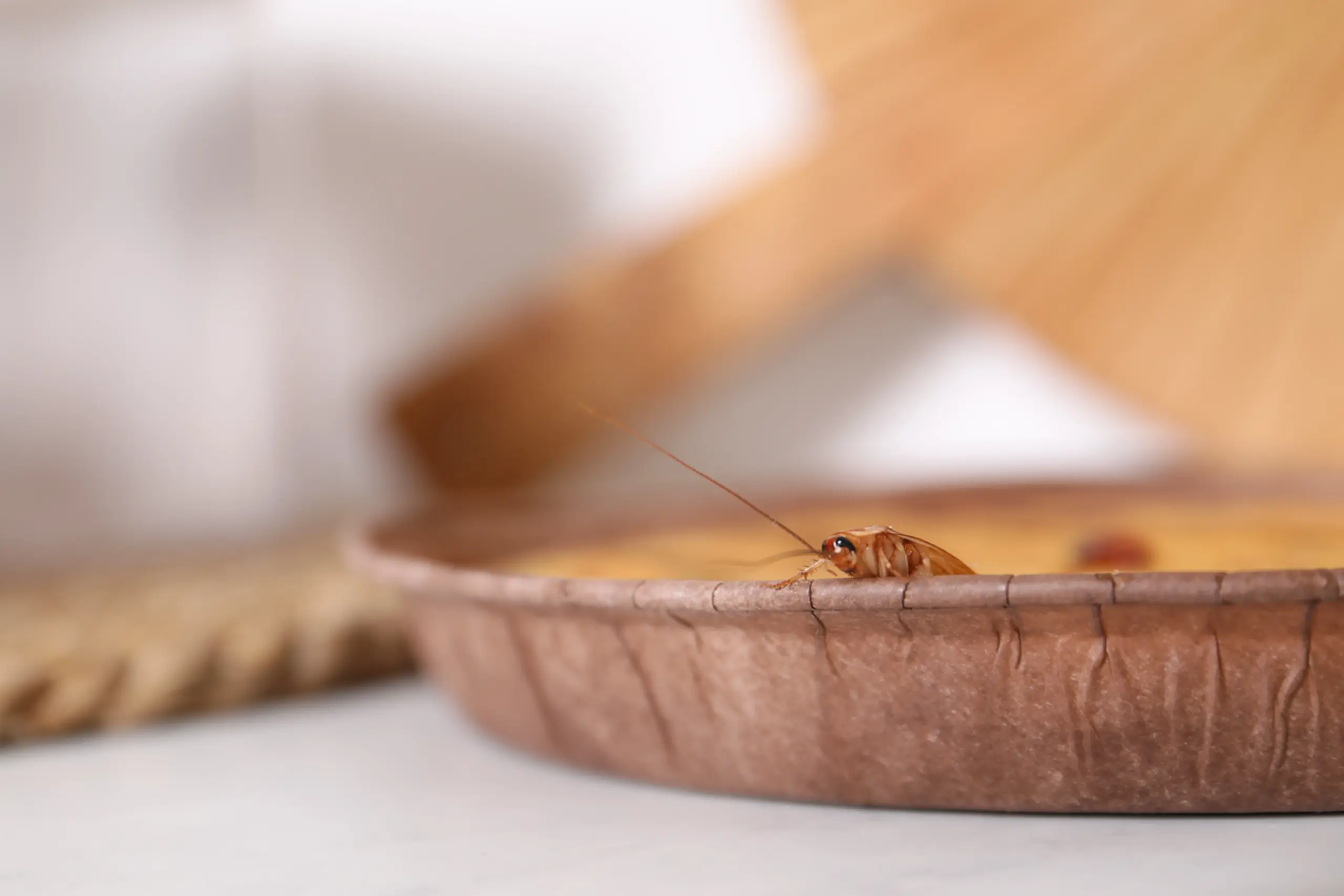 What Do Termite Look Like Icon Home Inspectors (3)