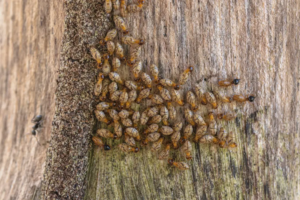 What Do Termite Look Like Icon Home Inspectors (5)