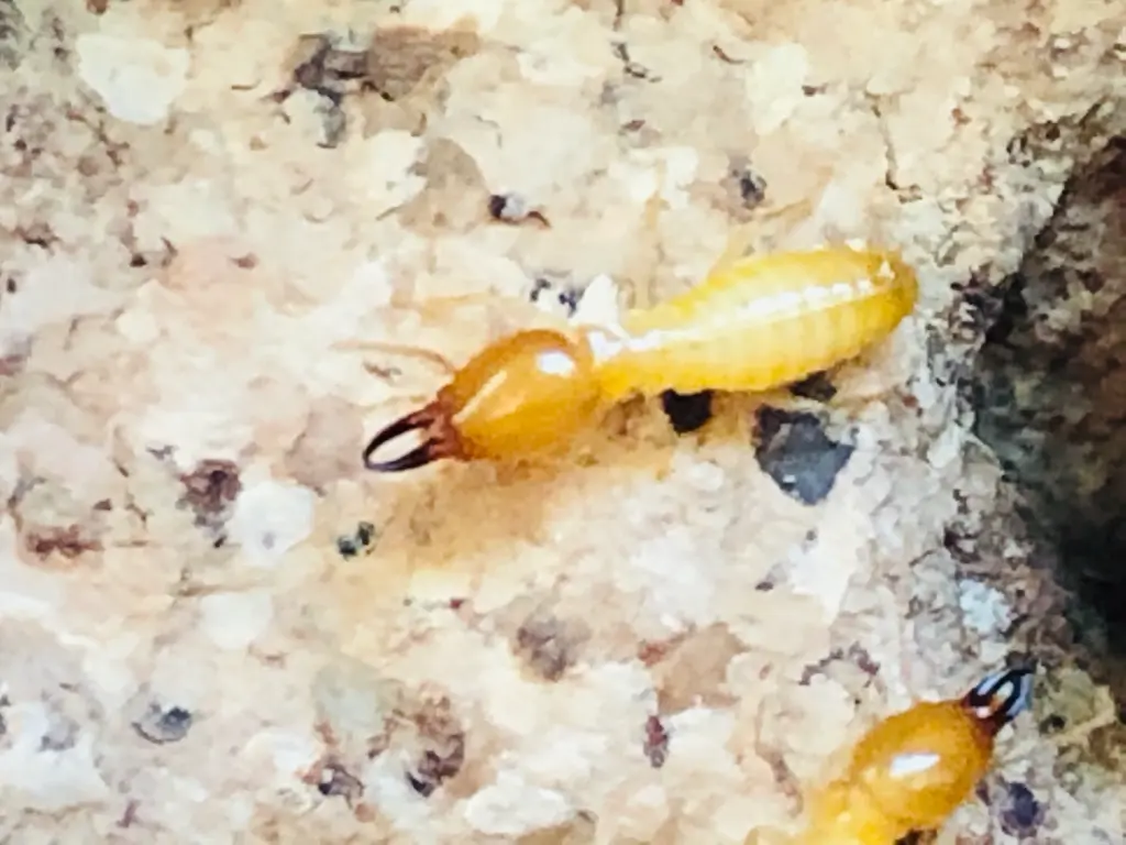 What Do Termite Look Like Icon Home Inspectors (7)