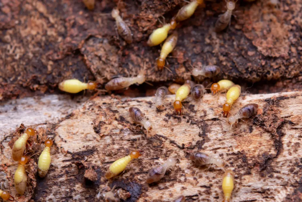 What Do Termite Look Like Icon Home Inspectors (8)
