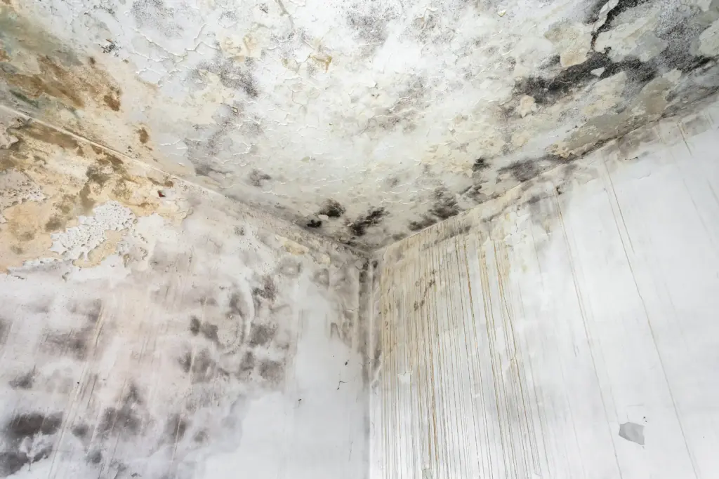Can mold cause hives Solon Ohio