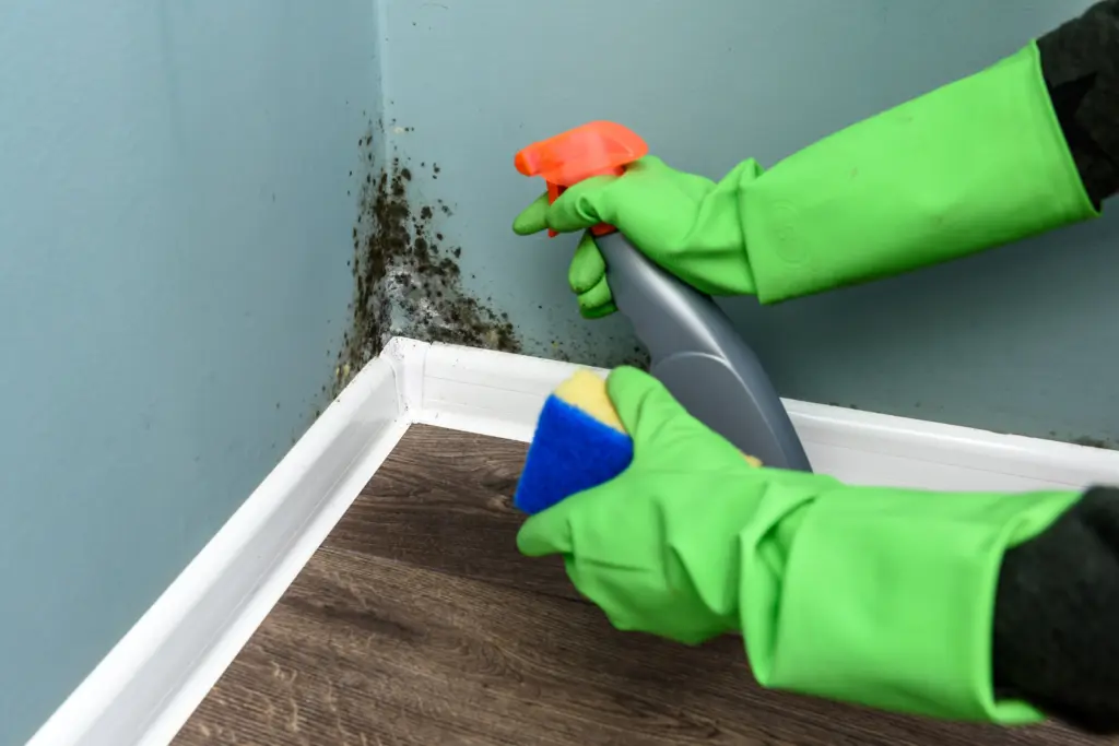 How to clean house mold Shaker Heights Ohio 5