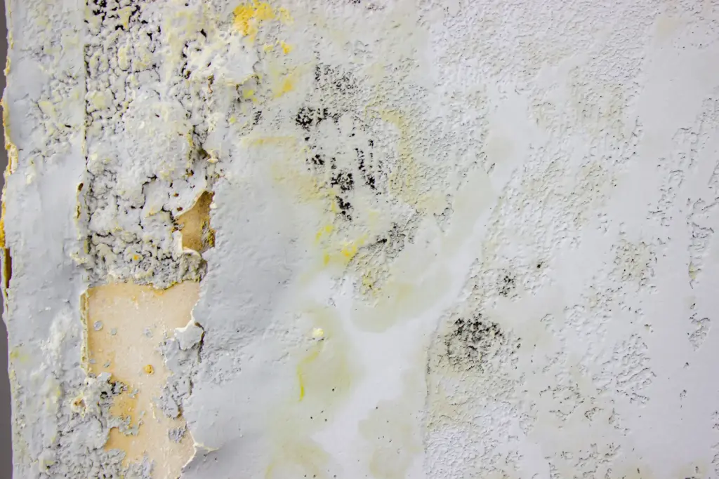 How to prevent house mold Lakewood Ohio 2