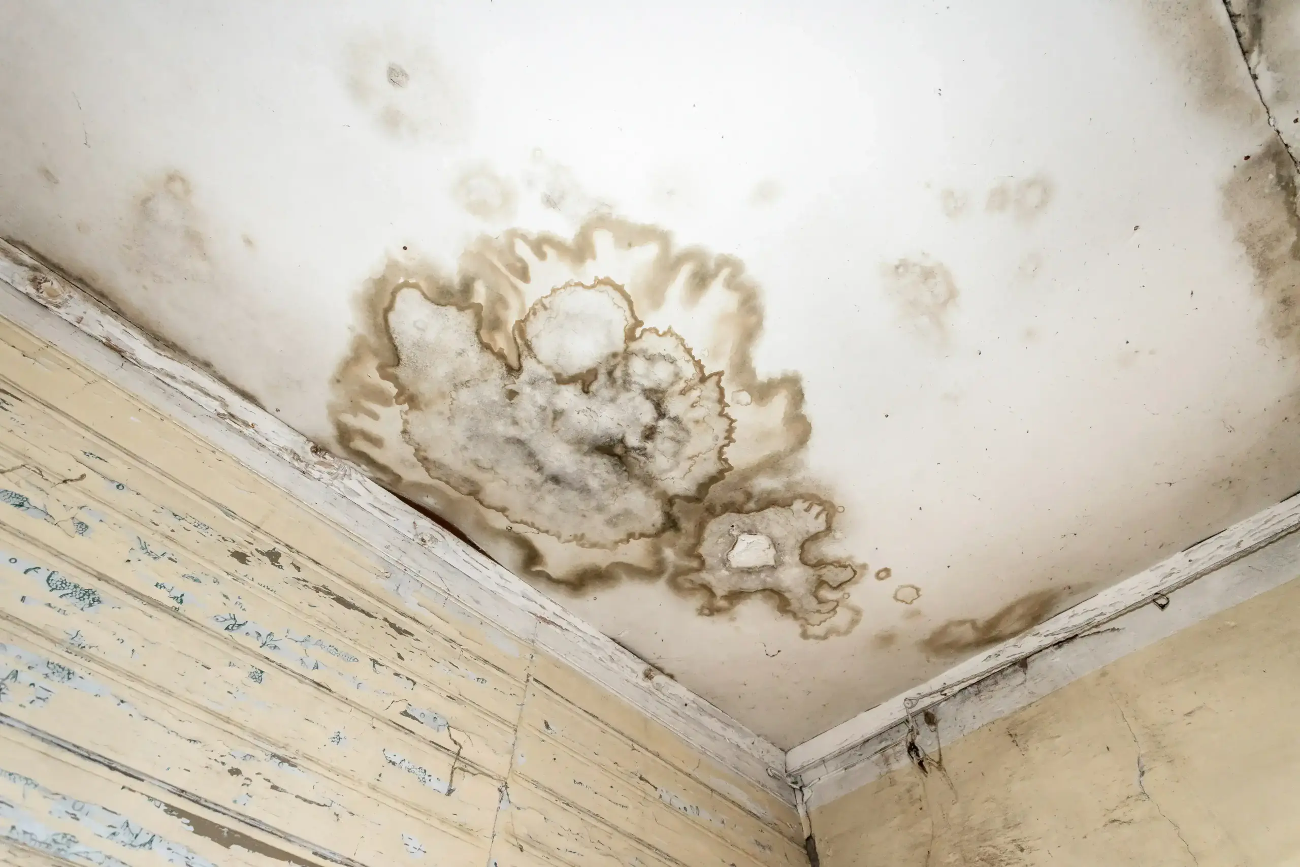 How to prevent house mold Parma Ohio 3