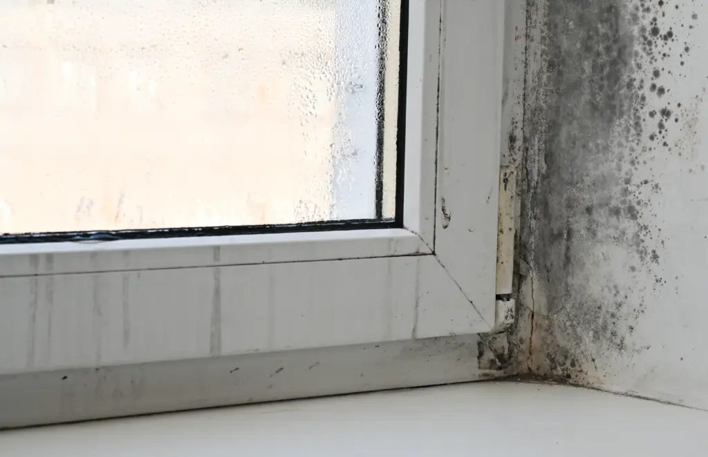 Can house mold cause headaches Brook Park Ohio 4