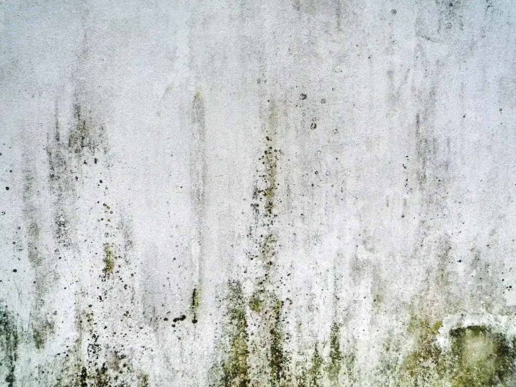 How Much Does Mold Removal Cost Berea Ohio