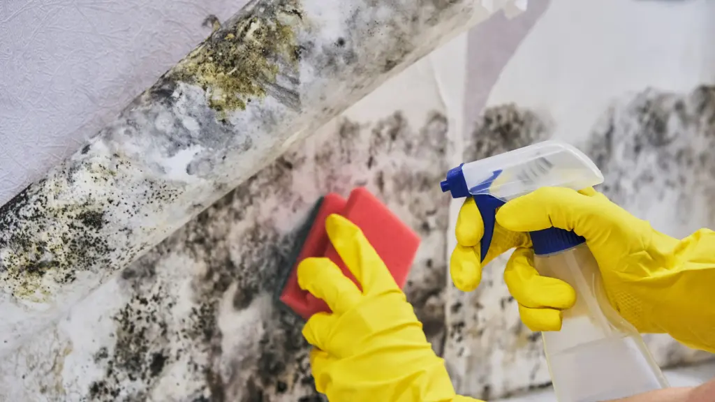 How Much Does Mold Removal Cost Brook Park Ohio