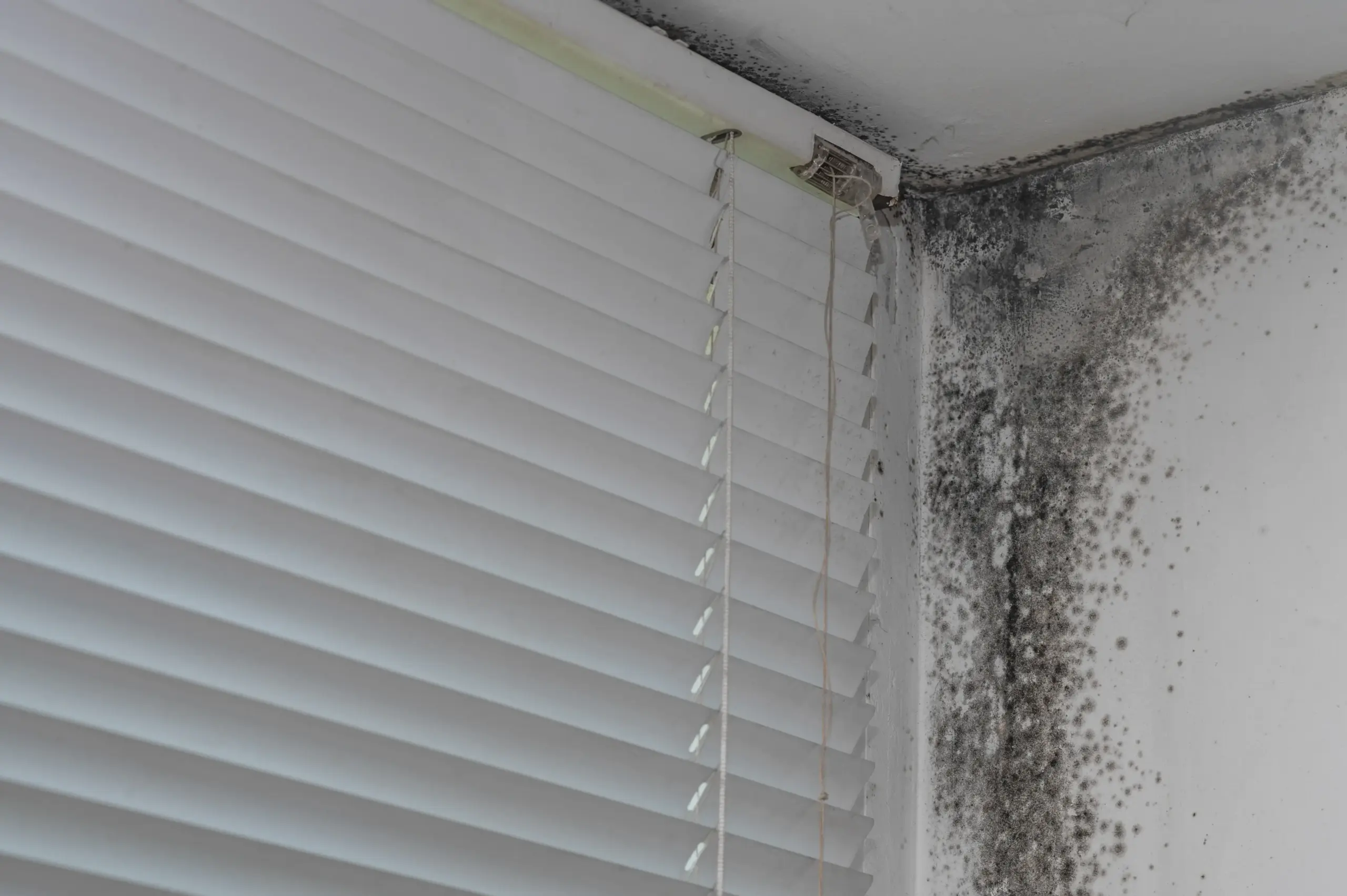 How Much Does Mold Removal Cost Strongsville Ohio