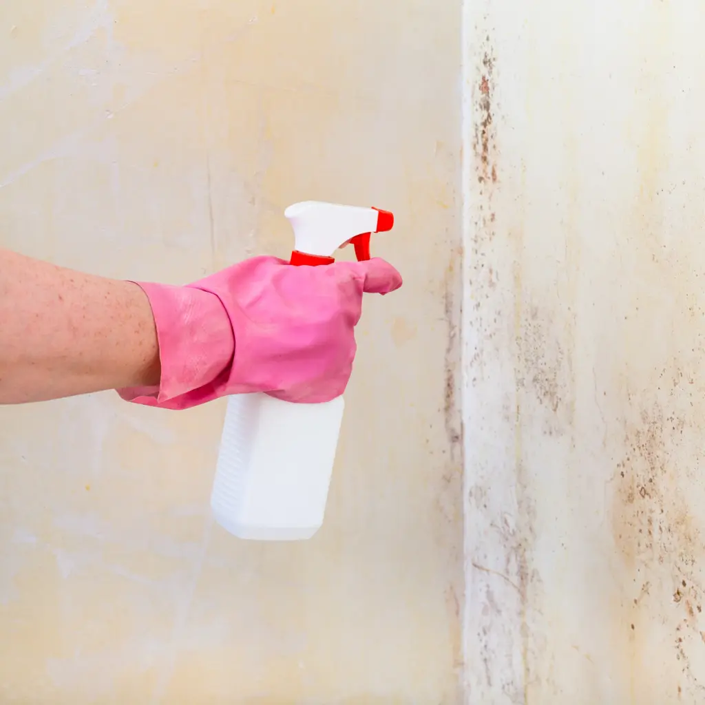 How Much Mold Remediation Berea Ohio
