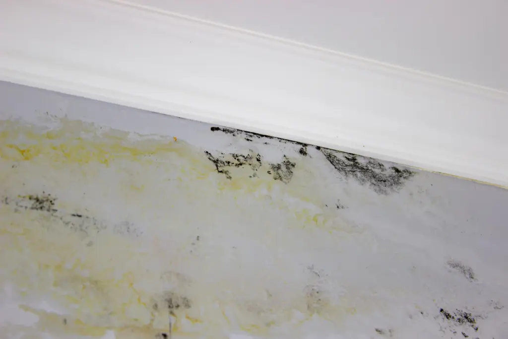 How Much Mold Remediation Parma Heights Ohio