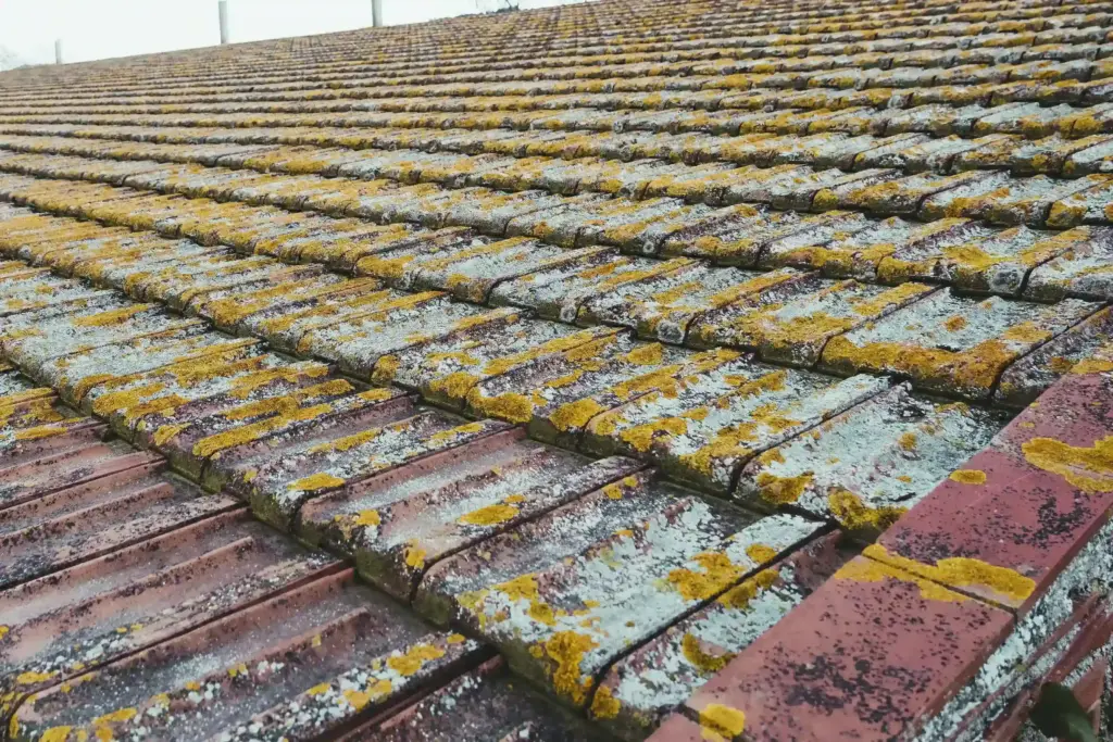 How To Clean Roof Moss Garfield Heights Ohio