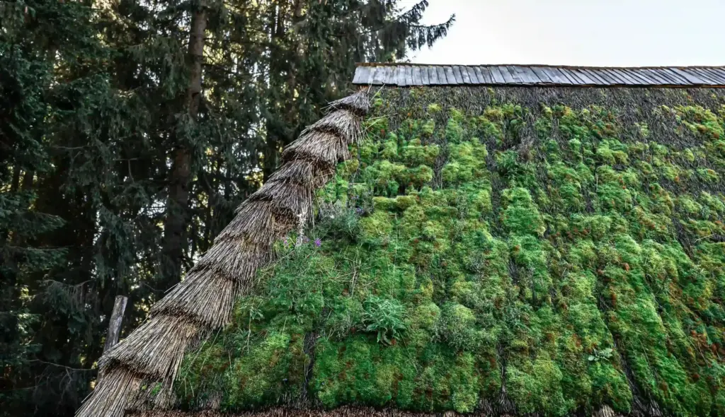 How To Clean Roof Moss Lakewood Ohio